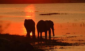 Botswana Safari Honeymoons