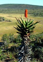 aloe