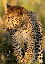 Leopard