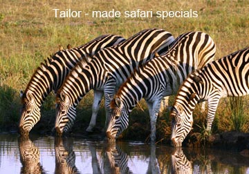 Zebra