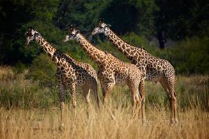 Cape Town Tours
